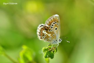 okgzl Teberda Mavisi (Aricia teberdina)