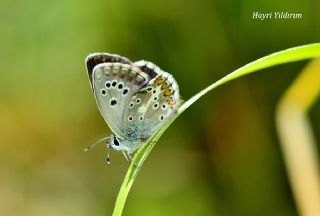 okgzl Teberda Mavisi (Aricia teberdina)