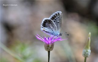 okgzl Torul Mavisi (Aricia torulensis)