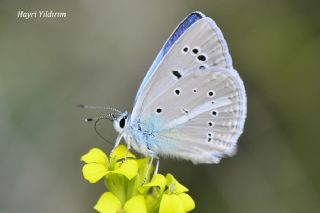 okgzl Zap Mavisi (Polyommatus zapvadi)