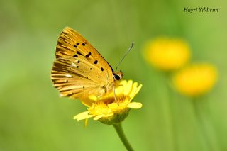 Orman Bakr Gzeli (Lycaena virgaureae)