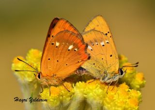 Orman Bakr Gzeli (Lycaena virgaureae)