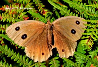 Kara Hayalet (Minois dryas)