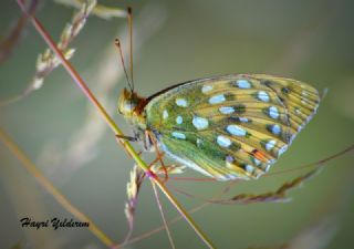 Gzel nci (Argynnis aglaja)