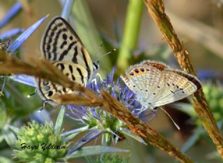 Balkan Kaplan (Tarucus balkanicus)