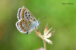 �okg�zl� Balkan Mavisi&nbsp;(Aricia&nbsp;anteros )