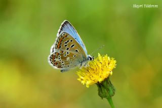 okgzl Balkan Mavisi (Aricia anteros )