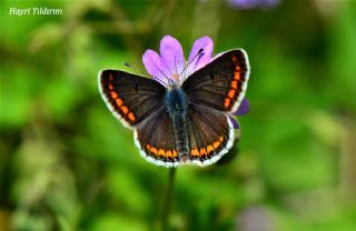 okgzl Esmer (Aricia agestis)