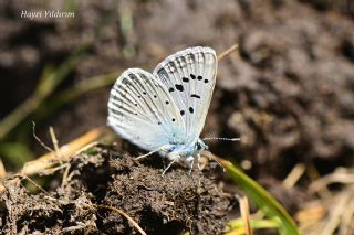okgzl Edon Mavisi (Polyommatus aedon)