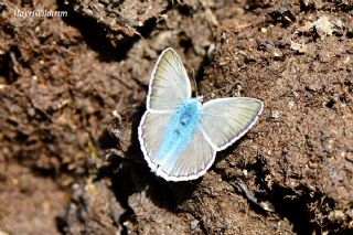 okgzl Edon Mavisi (Polyommatus aedon)