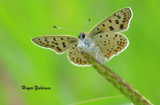 sli Bakr Gzeli (Lycaena tityrus)