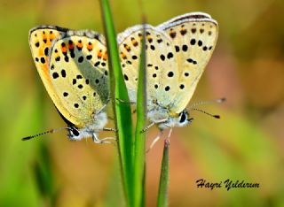sli Bakr Gzeli (Lycaena tityrus)