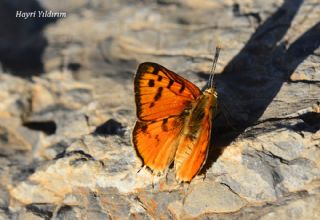 Uygur eytanc (Cigaritis uighurica)