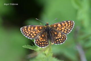 G�zel Amannisa&nbsp;(Mellicta &nbsp;aurelia)
