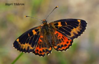 Benekli parhan (Melitaea didyma)