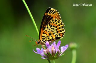 Benekli parhan (Melitaea didyma)