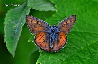 Byk Mor Bakr Gzeli (Lycaena alciphron)