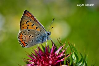 Byk Mor Bakr Gzeli (Lycaena alciphron)