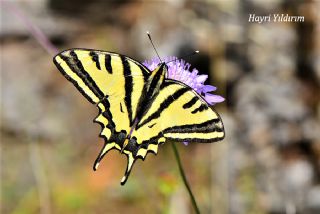 Kaplan Krlangkuyruk (Papilio alexanor)