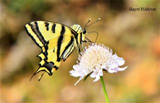 Kaplan Krlangkuyruk (Papilio alexanor)