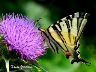 Erik Krlangkuyruk (Iphiclides podalirius)