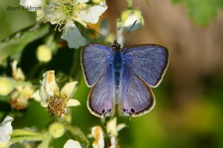 Lampides (Lampides boeticus)