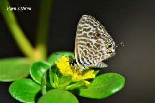 Mavi Zebra (Leptotes pirithous)