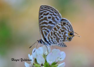 Mavi Zebra (Leptotes pirithous)