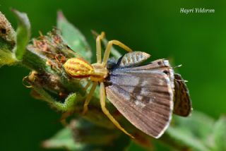 Mavi Zebra (Leptotes pirithous)