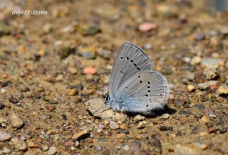 Minik Kupid (Cupido minimus)