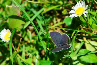 Minik Kupid (Cupido minimus)