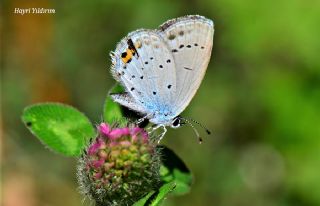 Everes&nbsp;(Cupido&nbsp;argiades)