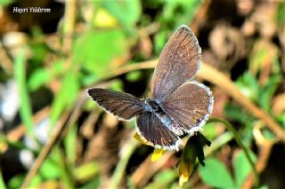 Everes&nbsp;(Cupido&nbsp;argiades)