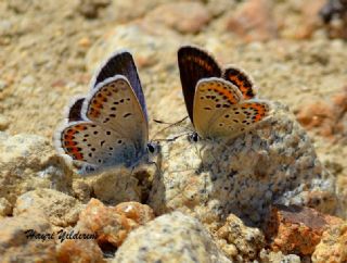 Gm Lekeli Esmergz (Plebejus argus)