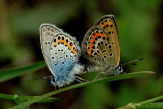 Gm Lekeli Esmergz (Plebejus argus)
