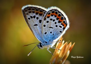 Gm Lekeli Esmergz (Plebejus argus)