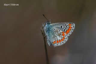 okgzl Esmer (Aricia agestis)