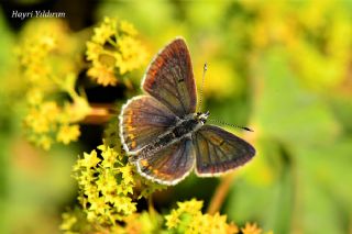 okgzl Orman Esmeri (Aricia artaxerxes)