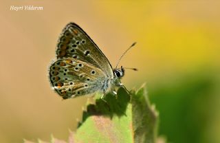 okgzl Orman Esmeri (Aricia artaxerxes)