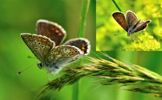 okgzl Orman Esmeri (Aricia artaxerxes)