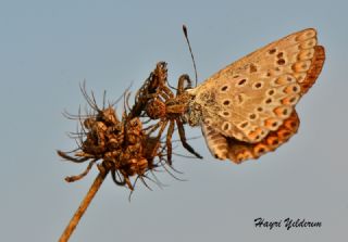 okgzl Mavi (Polyommatus icarus)