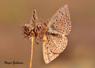 okgzl Mavi (Polyommatus icarus)