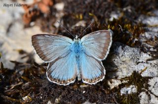 okgzl illimavi (Polyommatus coridon)