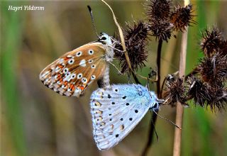 okgzl illimavi (Polyommatus coridon)