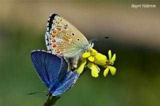 okgzl Gk Mavisi (Polyommatus bellargus)