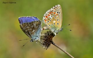 okgzl Gk Mavisi (Polyommatus bellargus)