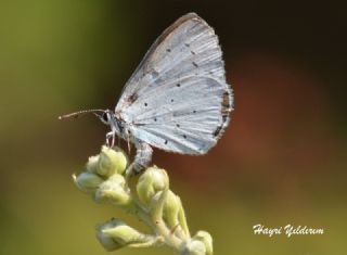 Kutsal Mavi (Celastrina argiolus)