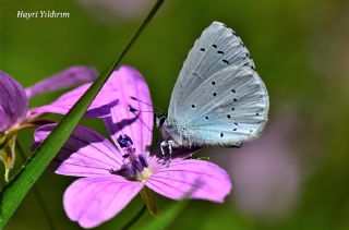 Kutsal Mavi (Celastrina argiolus)