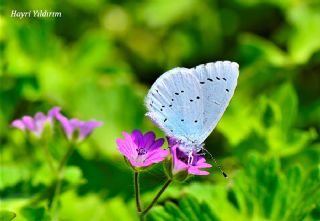 Kutsal Mavi (Celastrina argiolus)