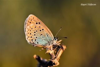 Byk Korubeni (Phengaris arion)